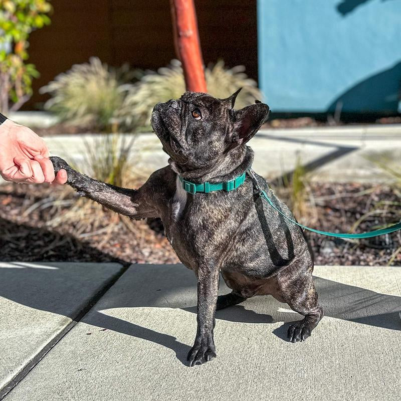 Waterproof Dog Collar | Essential Accessory for Pets | Adjustable Fit | Dirt and Odor Resistant | Green, Blue, Red, Pink and Beige Collar